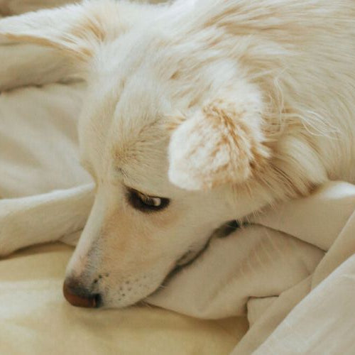 Sad white dog lying on white bed