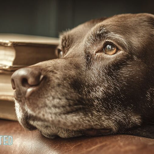 Old dog resting chin on worn hardcover books