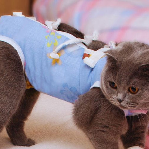 Scottish Fold cat in recovery suit after spaying