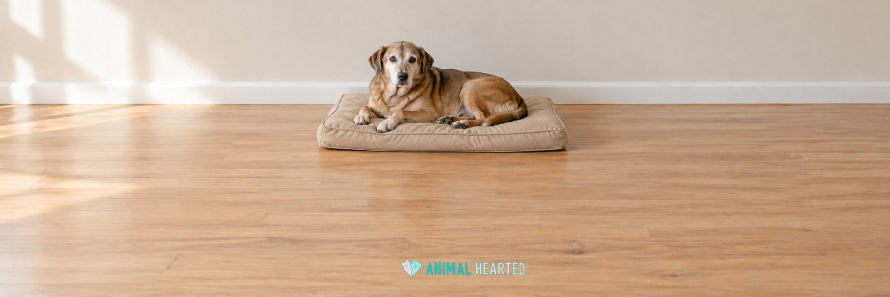 An older dog with a gray muzzle lying on a tan dog bed on a light wood floor