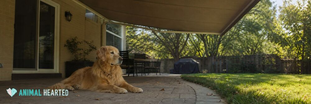 Golden retriever relaxing beneath a retractable patio awning in a sunny backyard