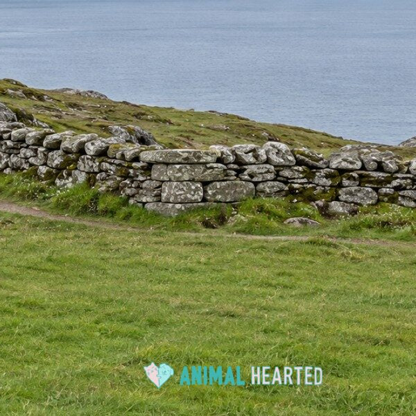 A dry stone wall running along a grassy coastal hillside above a calm gray sea