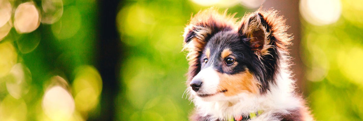 Sheltie Love: Shetland Sheepdog Breed Pet Info — Animal Hearted