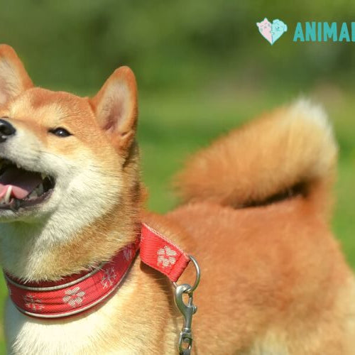 A red Shiba Inu with its mouth open and tongue showing, wearing a red paw-print collar, standing on green grass with its tail curled over its back