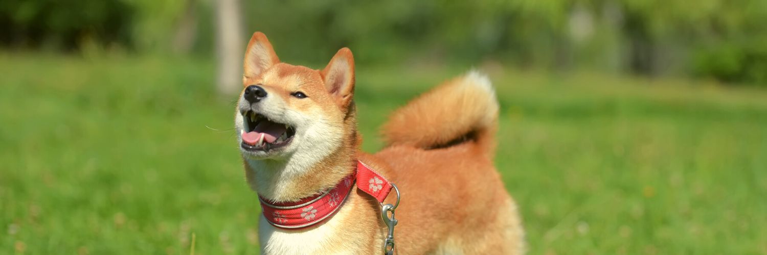 Shiba Inu smile while walking outside on a grassy field