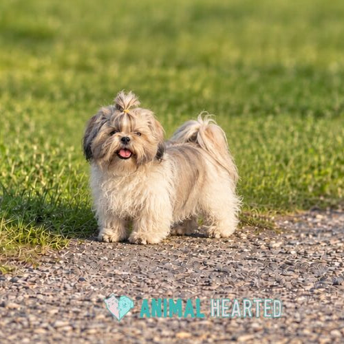 A small Shih Tzu with its hair tied in a topknot standing on short grass beside a gravel path, looking at the camera