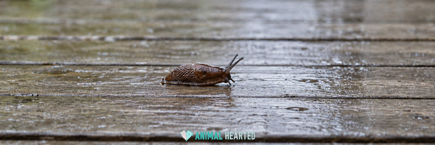 A brown slug crawling across wet wooden deck boards
