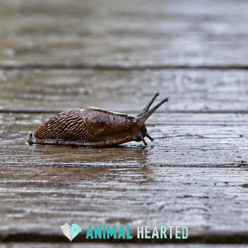 A brown slug crawling across wet wooden deck boards