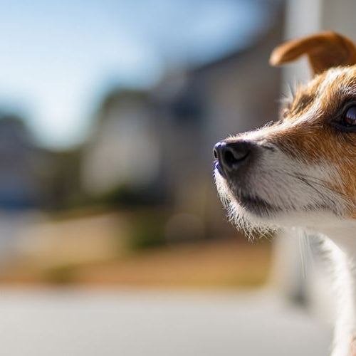 Alert Jack Russell Terrier watching attentively from porch