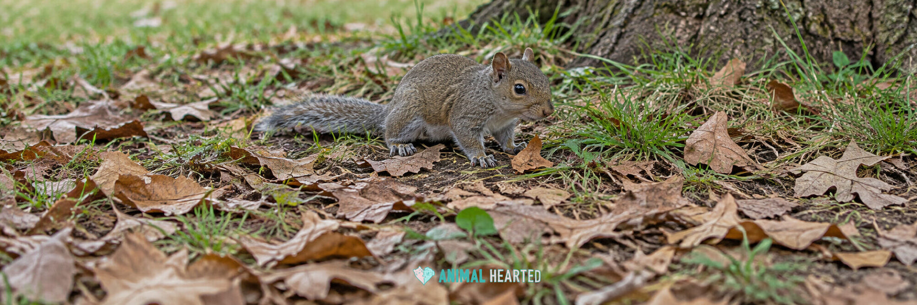 A young gray squirrel with open eyes standing on grass and dry leaves at the base of a tree