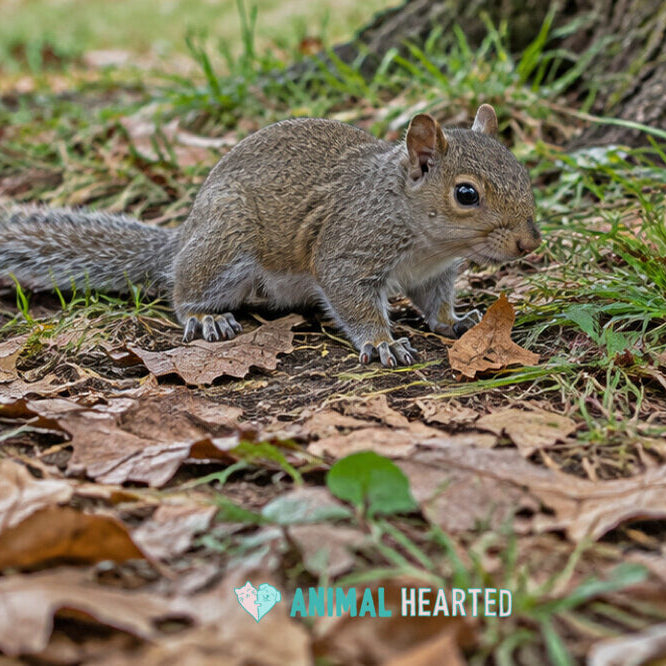 A young gray squirrel with open eyes standing on grass and dry leaves at the base of a tree