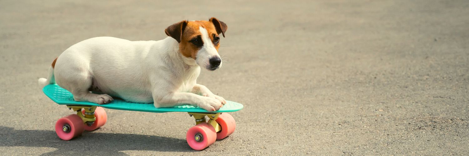 Jack Russell Terrier doing stupid dog tricks