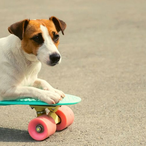 Jack Russell Terrier doing stupid dog tricks