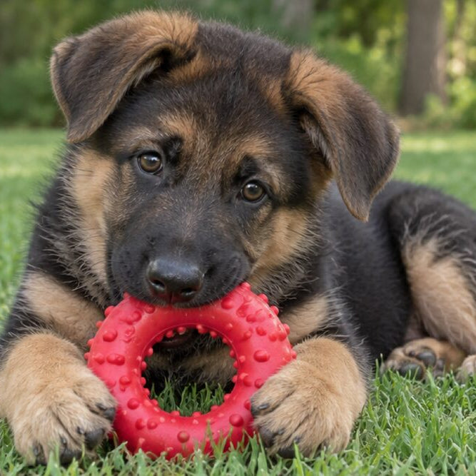 A German Shepherd puppy with floppy ears lying on grass and chewing a red rubber ring toy with raised nubs