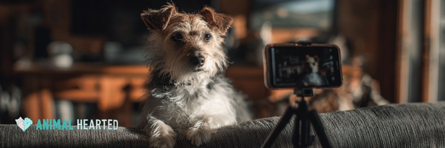 A dog doing tele-vet
