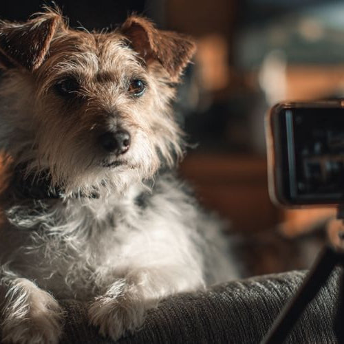 A dog doing tele-vet