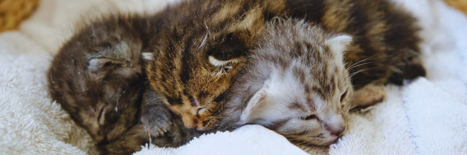 How To Choose A Kitten Finding The Right Kitten For Your Home — Animal