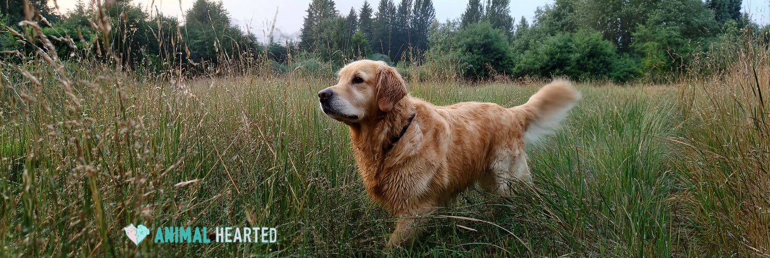 Tips on Removing a Tick from a Dog