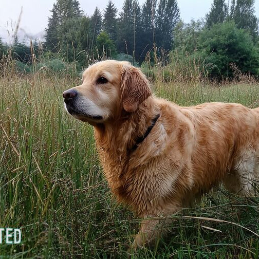 Tips on Removing a Tick from a Dog