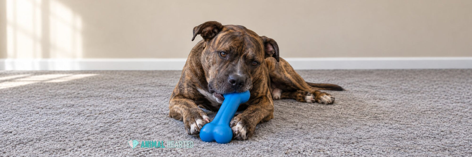 A brindle dog lying on a gray carpet with its front paws around a blue bone shaped chew toy, chewing one end