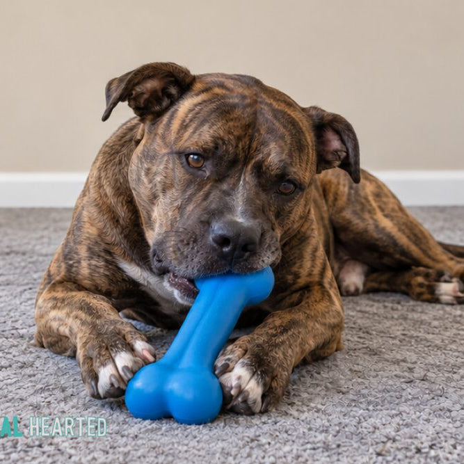 A brindle dog lying on a gray carpet with its front paws around a blue bone shaped chew toy, chewing one end