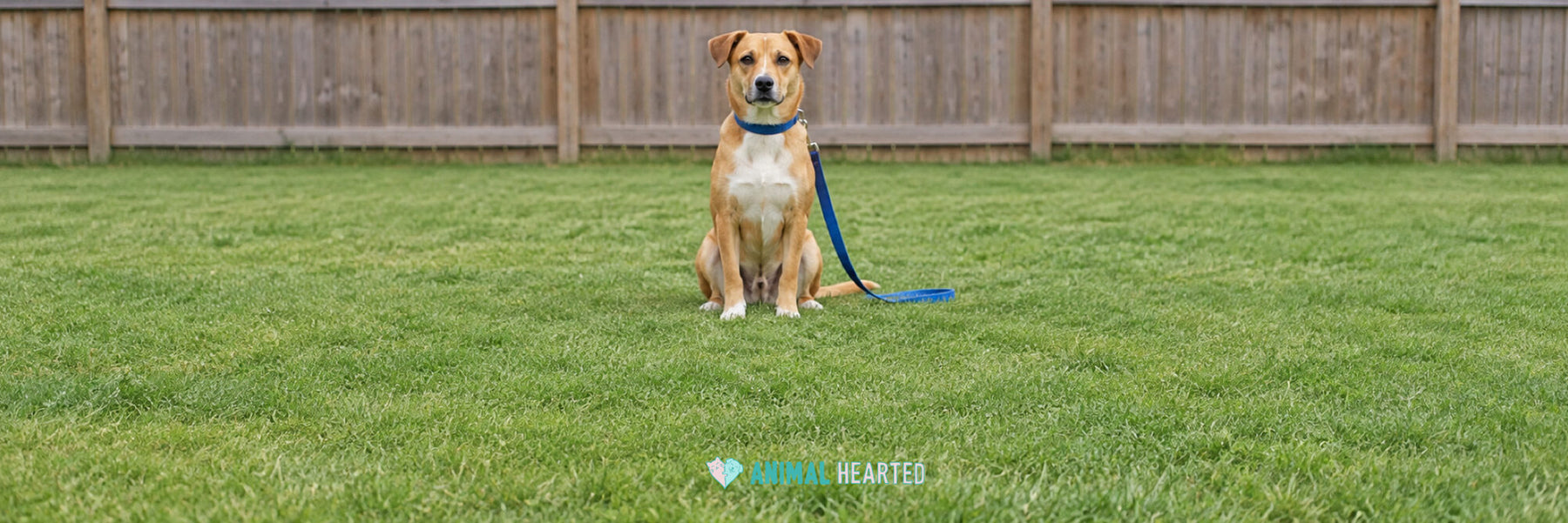 A tan and white dog sitting on a lawn in front of a wooden fence, wearing a blue collar, with a blue leash lying on the grass beside it