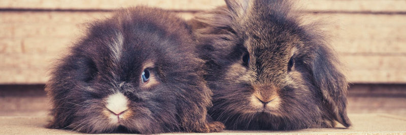 Lionhead Bunny