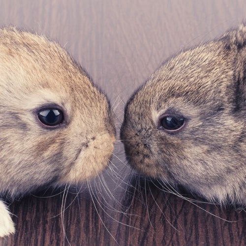 Two rabbits nose to nose