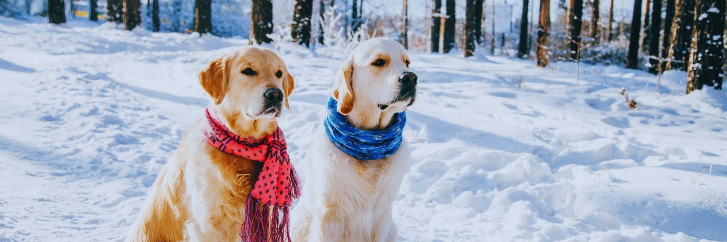 two dogs wearing scarves outside during winter