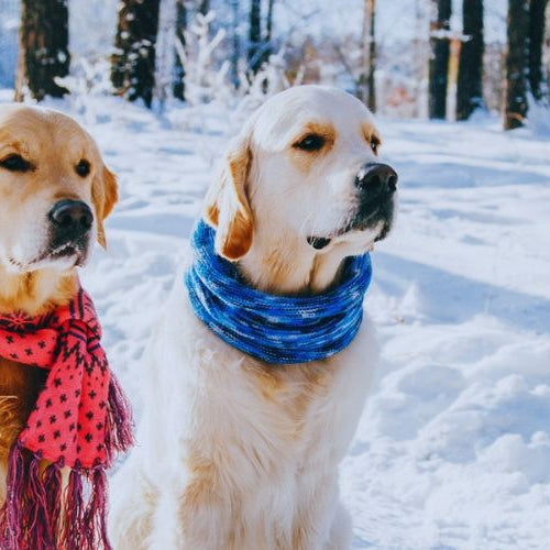 two dogs wearing scarves outside during winter
