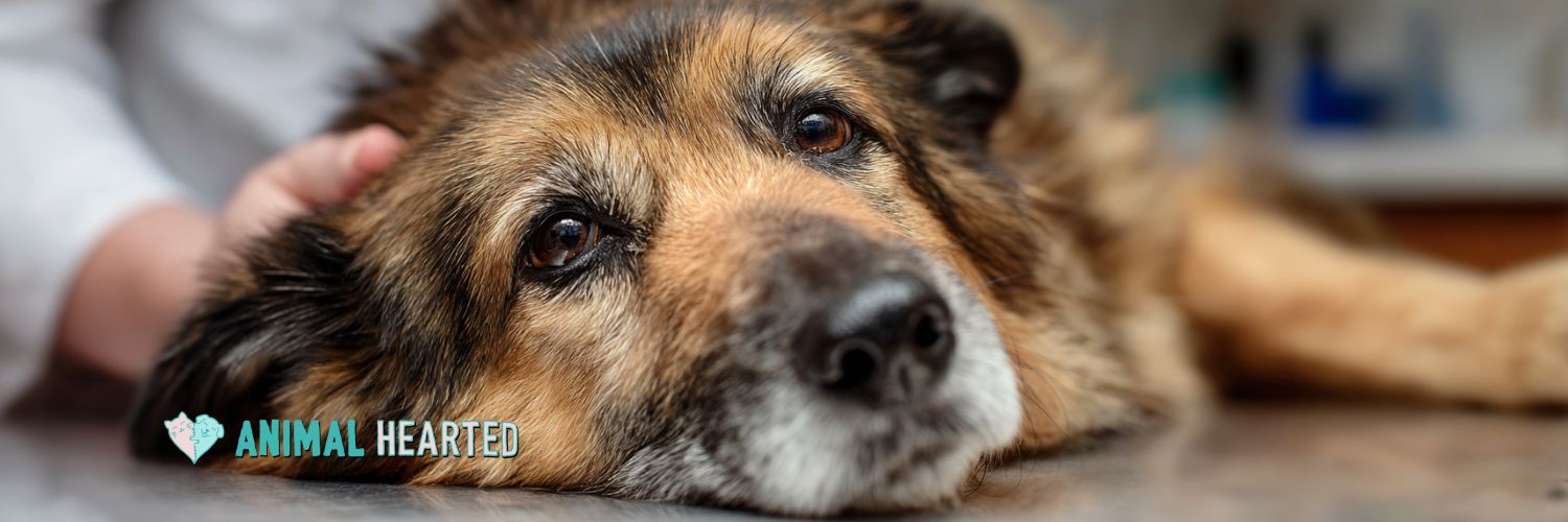 Photograph of a dog after an in home veterinary triage