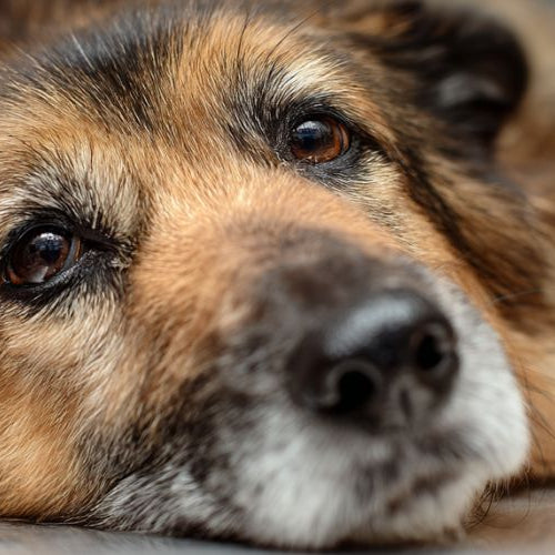 Photograph of a dog after an in home veterinary triage