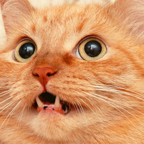 Feline with mouth open being recorded for a video of talking cats