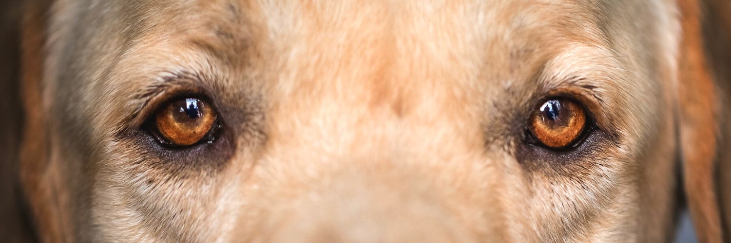 Closeup to a dog's eyes, exploring the concept of what do dogs see through their eyes