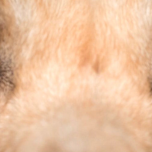 Closeup to a dog's eyes, exploring the concept of what do dogs see through their eyes