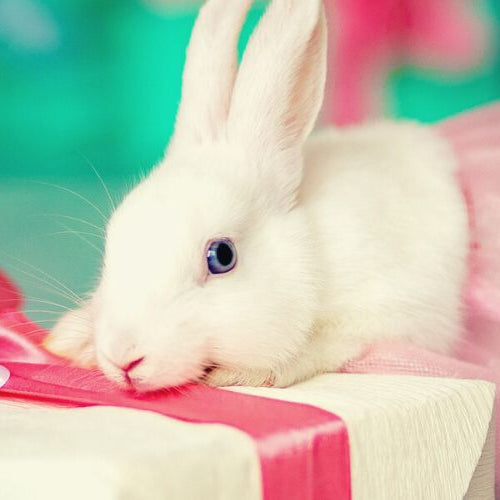 White bunny on gift box wearing a pink skirt