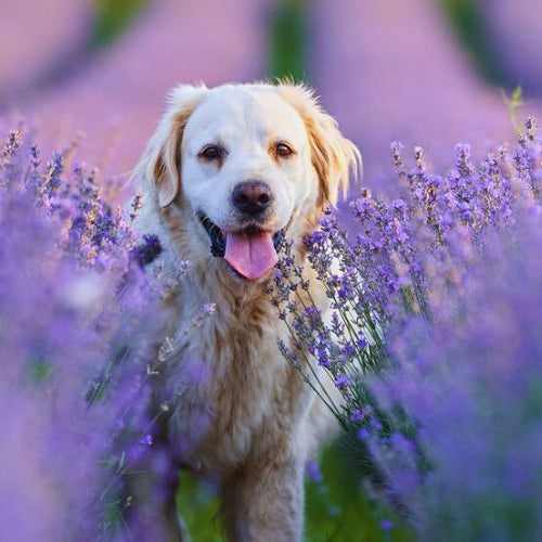 White dog in lavender field