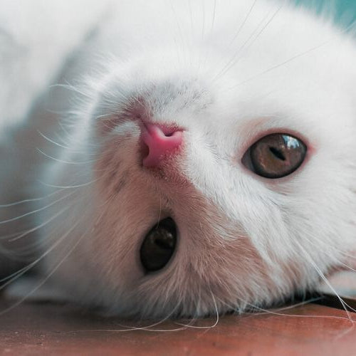 White kitten lying on porch