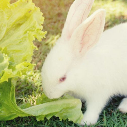 White rabbit earing lettuce from blue bowl