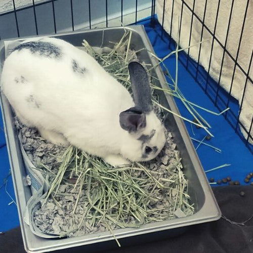 White rabbit with black ears pooping in litter box