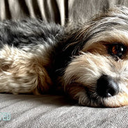 small scruffy dog lying flat across a wrinkled couch cushion looking up
