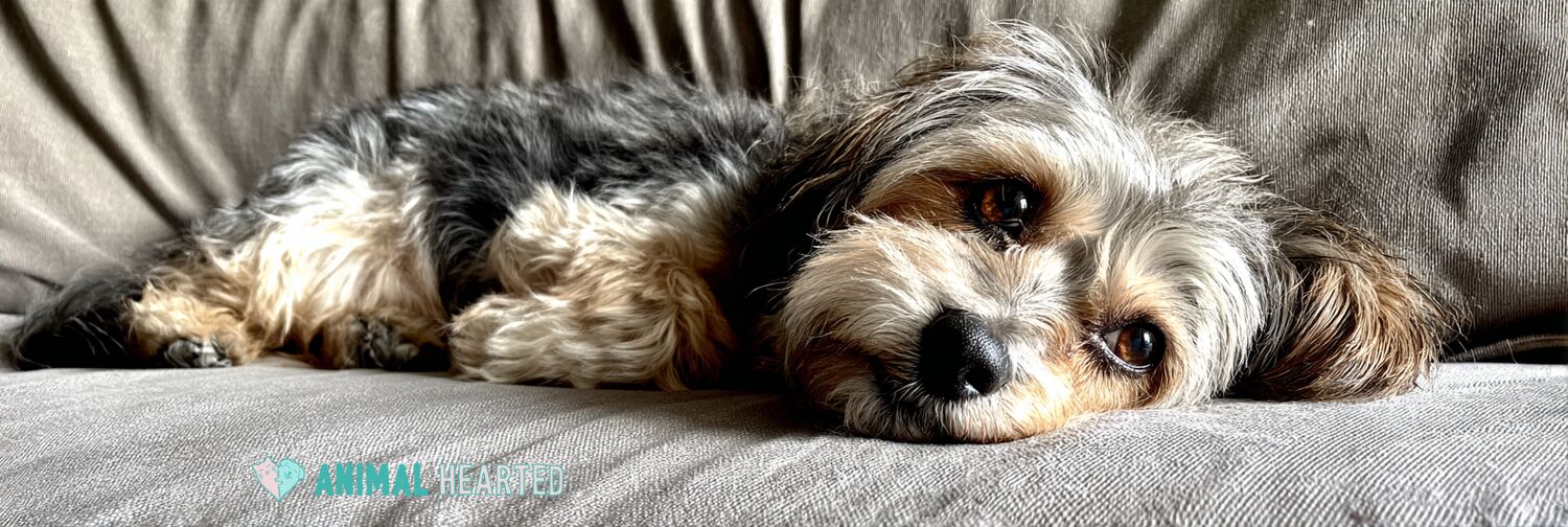 small scruffy dog lying flat across a wrinkled couch cushion looking up