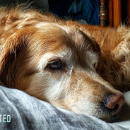 golden retriever curled up at the foot of an unmade bed