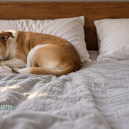 A tan and white dog asleep on one side of a double bed with its chin on a pillow, while the other side of the bed is empty