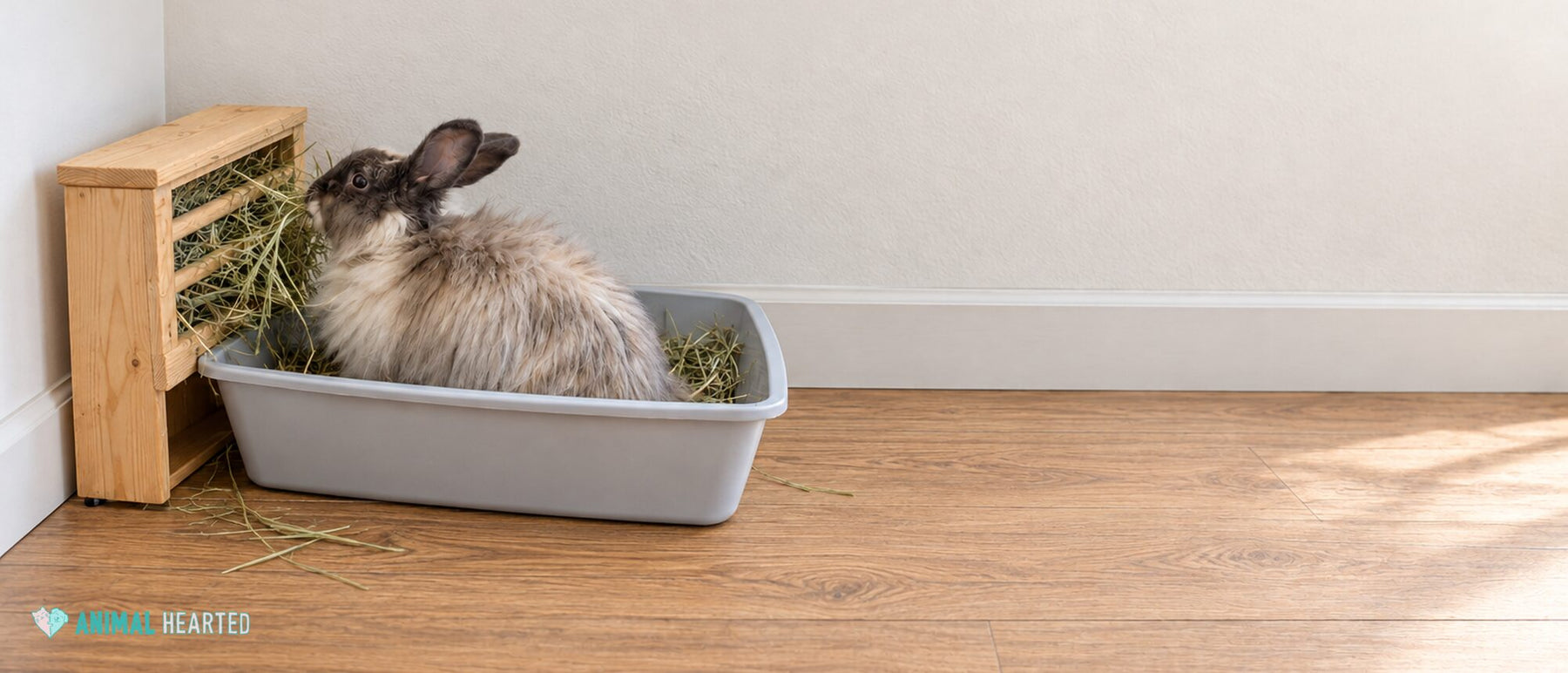 Fluffy gray rabbit sitting in a gray litter tray beside a wooden hay rack filled with long-strand timothy hay