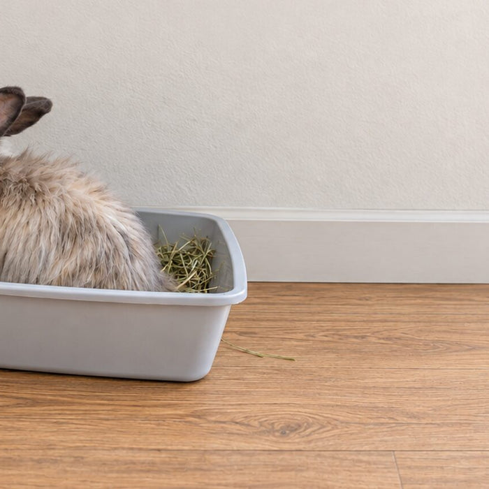 Fluffy gray rabbit sitting in a gray litter tray beside a wooden hay rack filled with long-strand timothy hay