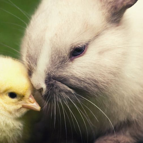 Yellow chick and white rabbit facing each other